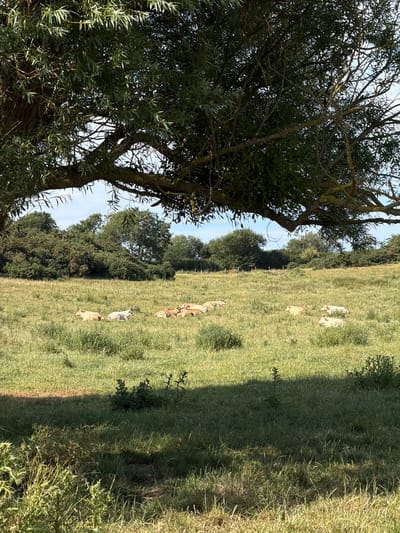 This is a vertical, eye-level, medium shot of a grassy field with several sheep scattered across it, basking in the sun. The sheep are a mix of beige and white. The field is bordered by a dense line of trees and foliage on the left side of the image, with a large tree in the foreground. The sky is a clear blue with a few wispy clouds. The sun is casting long shadows across the grass, indicating it is either early morning or late afternoon. The scene appears tranquil and natural, possibly a rural setting in Hautot-sur-Mer, France, given the context. There are no visible people or text in the image.