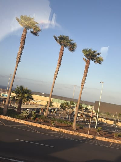 A scene features three prominent palm trees against a clear blue sky. In the background, a modern building with a glass facade and a brown roof is visible, possibly an airport terminal. The building is surrounded by covered parking areas and streetlights. The foreground consists of a paved road with yellow and white markings and a stone wall. Vegetation, including smaller palm trees and succulents, is planted along the wall. The overall impression is an outdoor scene likely in a warm climate, with the architecture suggesting a transportation hub.