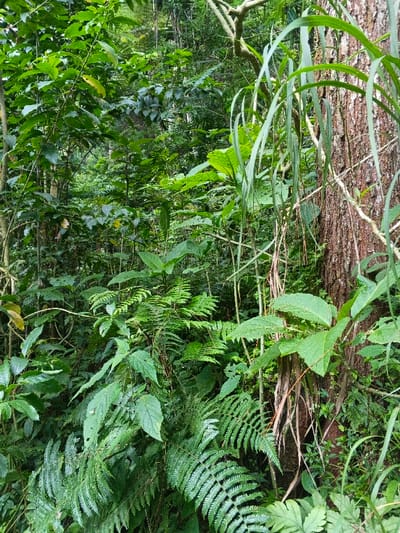 The image presents a dense and lush green forest scene, capturing the vibrant undergrowth of what appears to be a tropical or subtropical environment, consistent with Chilanga, Zambia. No people, animals, or specific activities are visible, focusing entirely on the natural vegetation.
The foreground and midground are dominated by a rich tapestry of plant life. Prominently featured are large, intricate fronds of ferns, displaying their classic pinnate structure. Interspersed among the ferns are numerous broadleaf plants of varying sizes and textures, from smaller shrubs to taller saplings, all contributing to the verdant canopy. Many leaves exhibit healthy green tones, though some show signs of wear or insect activity, typical of a natural ecosystem.
On the far right, a robust tree trunk with textured, reddish-brown bark stands vertically, providing a strong anchor to the composition. Hanging gracefully around this trunk are long, slender, grass-like leaves or vines, adding to the layered complexity of the foliage. The background recedes into a deeper mass of green, suggesting a vast and untouched forest.
The time of day appears to be daytime, with soft, diffused light filtering through the dense canopy, indicating either an overcast sky or sunlight indirect through overhead leaves. There are no clear shadows, suggesting the sun is not directly overhead or is heavily filtered. The atmosphere appears calm and still, reflecting a tranquil and undisturbed natural setting. No visible text is present in the image. The scene evokes a sense of deep natural immersion and the quiet abundance of a thriving ecosystem.