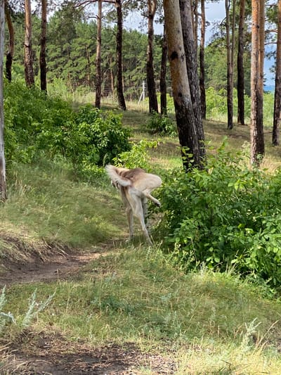 In this vertical, outdoor, daytime photograph, a light-colored animal, possibly a dog, is lying on its side amidst dense green foliage and tall grasses. The animal's body is mostly hidden, but its hind legs and tail are visible, along with its head, which is lowered as if eating or resting. The animal's fur appears to be a light tan or off-white color.
The setting is a natural environment, characterized by a forest with numerous tall pine trees. The trees have rough, dark bark and slender trunks. The ground is covered with a mix of dry earth, possibly a path, and lush green grass interspersed with small plants and weeds. The foliage of deciduous trees, with bright green leaves, creates a dense backdrop to the right of the animal. The overall impression is one of a peaceful, natural scene, perhaps a forest clearing or the edge of a wooded area. The lighting suggests it is daytime, with sunlight filtering through the trees, casting some shadows. There is no visible text in the image.