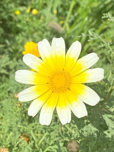 A single blossom, likely a glebionis segetum flower, is prominently displayed in the image. The flower has a vibrant yellow center surrounded by white petals, each tipped with a slight yellow hue. It is positioned against a backdrop of green foliage. The photograph appears to have been taken in natural light. Location: Malia Municipal Unit, Greece.