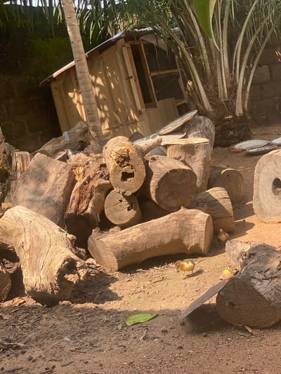A daytime outdoor scene in Bali, Nigeria, features a collection of large, rough-hewn logs stacked haphazardly. A small, dilapidated wooden structure, possibly a shed or shelter, is visible in the background, constructed with corrugated metal roofing and unfinished wooden walls. Several metal plates or trays are also present, some stacked and others scattered on the ground. In the foreground, two small ducklings are navigating the sandy terrain amongst the logs. One duckling is walking to the left, while the other is further in the background, also moving. The ground is covered in dirt, sand, and scattered debris like leaves and small pebbles. The environment appears somewhat rustic and unkempt, with evidence of natural vegetation, including palm-like trees, overhead. The lighting suggests a sunny day with distinct shadows cast by the logs and the structure.