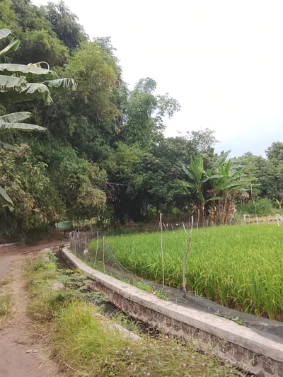 The image depicts a rural landscape in Gunung Malang, Indonesia. A dirt path runs along the left side of the frame, bordered by a stone-lined irrigation ditch filled with dark water and overgrown with grass and small plants. Beyond the ditch, a vibrant green rice paddy extends into the distance, enclosed by wooden stakes and a fine black net. A concrete wall runs along the edge of the rice paddy, separating it from the ditch. In the background, a dense forest of various trees, including bamboo and banana plants, covers a sloping hillside. The sky above is overcast and pale. Two individuals are visible in the middle ground, walking away from the viewer along the dirt path. The overall scene is one of agricultural productivity and lush natural vegetation.