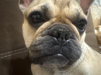 A French Bulldog with fawn-colored fur and prominent dark eyes is depicted in a close-up, head-on view. The dog's face occupies the majority of the frame, with its dark, textured nose and muzzle featuring dark whiskers and a slightly moist lower lip. Small, light-colored specks are visible on the bridge of the nose. The dog's large, dark eyes reflect ambient light, indicating an indoor setting. Partial views of its light-colored ears are visible at the top. To the left, a dark brown, textured fabric, possibly upholstery, with two parallel white stitched lines, forms the background. To the right, a lighter, beige-colored textured material, possibly another cushion or blanket, is visible, along with a faint, bright, possibly patterned object in the upper right quadrant. No visual information within the image provides details regarding its location in the city of Anton, Bulgaria, or any other specific geographic coordinates.