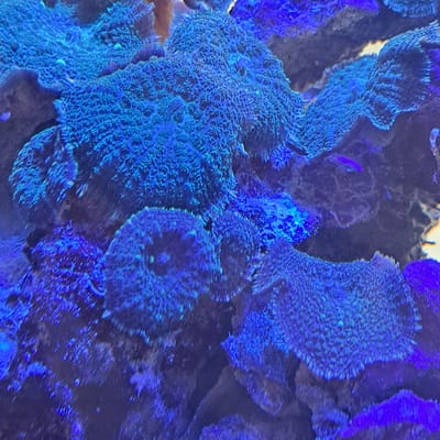 The image shows a close-up view of coral in an aquarium. The coral is primarily blue, with some areas appearing lighter blue or almost white due to lighting. The coral has a textured, porous appearance, with many small openings and intricate patterns. Several distinct coral formations are visible, some flat and plate-like, others more rounded and bulbous. The background is dark and out of focus, with hints of other colors like purple and a very faint yellow or white light source. The overall impression is one of vibrant underwater life illuminated by artificial lighting, likely within a specialized aquarium environment. There is no text visible in the image. The lighting suggests a dark environment where the bioluminescence or fluorescence of the coral is being highlighted.