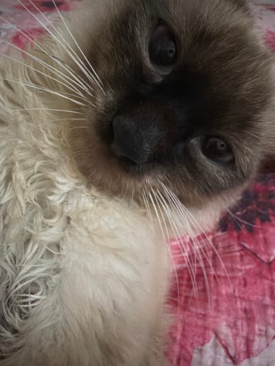 This is a close-up, eye-level shot of a Siamese cat. The cat's face is angled towards the right of the frame, with its body extending out of view to the right. The cat has dark brown points on its face, including its ears and muzzle, with lighter fur on its chest and belly. Its eyes are dark and appear to be looking downwards. Long, white whiskers extend from its muzzle. The cat is lying on a surface that appears to be covered with a pink and white patterned fabric, possibly a blanket or cushion. The lighting is soft, suggesting an indoor setting, possibly in the daytime. The image focuses on the cat's face and upper body, creating an intimate portrait. There is no visible text in the image. The scene is peaceful and intimate, capturing a moment of repose for the cat.