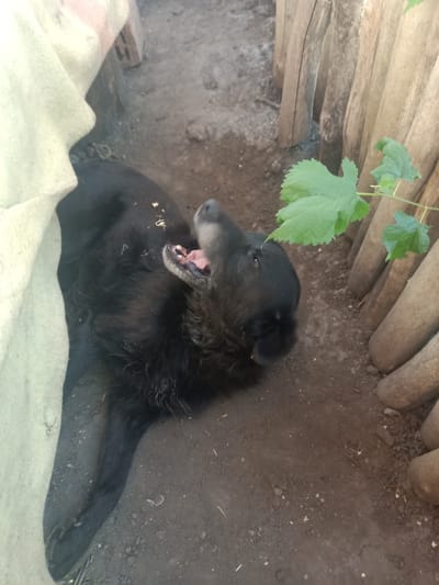 A black dog lies on its back on dark soil, its mouth open and tongue visible. The dog is partially covered by a light-colored, textured fabric. To the right, a wooden fence is visible, composed of upright, rough-hewn logs. Green leaves from a vine or plant are positioned in front of the fence. The scene appears to be outdoors, possibly in a yard or rural area, consistent with a location in the village of Auly, Ukraine.