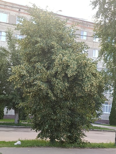 A large, mature tree with dark green leaves and many small, pale yellow blossoms is the central subject of this image. The tree is in full bloom, with its branches heavily laden with flowers. It is situated on the side of a paved road, with a strip of green grass and weeds at its base.
Behind the tree, a multi-story building made of pale brick is visible. The building has multiple windows, some of which are reflective and show glimpses of the sky. The architecture suggests it is an apartment building or a public institution. The overall setting appears to be a residential or urban area.
To the right of the main tree, another tree with greener foliage is partially visible, and further to the right, a dark green, conical evergreen tree stands. The lighting suggests it is daytime, possibly late afternoon, given the slight shadows and the quality of light on the building and trees. The weather appears clear, with no visible rain or fog.
There is no activity or event taking place in the image; it is a still scene. The image captures a snapshot of a tree in bloom against an urban backdrop. Notable details include the sheer abundance of flowers on the central tree, the texture of the brick building, and the presence of different types of trees in the environment. No text is visible in the image. The overall impression is one of a pleasant, somewhat mundane urban landscape during the flowering season of the tree. The location context of Petrovsk, Russia, places this scene in a specific geographical and cultural setting.