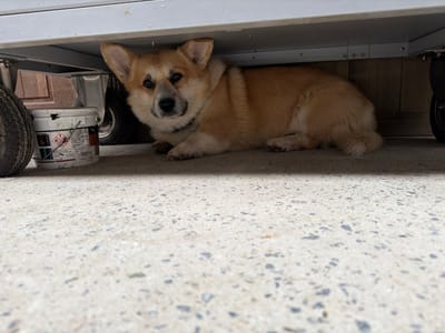The scene, located in Enghien, Belgium, depicts a fawn and white Pembroke Welsh Corgi lying on a light grey concrete surface. The dog is positioned on its stomach, largely beneath a light-colored, metallic wheeled cart or trolley, which casts a shadow over its body. The Corgi's head is turned towards the viewer, its ears erect and forward, and it wears a dark-colored collar. To the left of the dog, a dirty white plastic bucket with various labels, including a red and black hazard symbol, rests upright. Adjacent to the bucket is a dark, worn tire. The underside of the cart shows horizontal support beams and visible fasteners. In the background, behind the dog and bucket, a darker, possibly wooden, vertical surface is partially visible, along with another wheel from the cart.