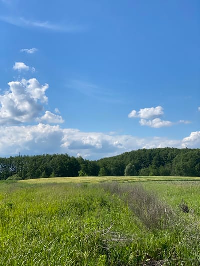 A panoramic view of a lush green field stretches out under a bright blue sky dotted with fluffy white clouds. In the foreground, tall grasses sway gently, their vibrant green interspersed with patches of drier, brown vegetation. Beyond the field, a dense line of dark green trees forms a natural boundary, their foliage a rich tapestry against the sky. The trees appear to be part of a forest or a heavily wooded area, and their uniform height suggests they are mature. A golden-yellow field, possibly of grain, is visible just beyond the tall grass and before the tree line. The overall impression is one of a serene, natural landscape in a rural setting, likely in or near Matiashivka, Ukraine, given the provided context.