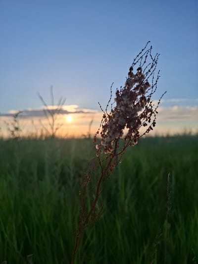 The image depicts a close-up of a dried plant stalk with fluffy seed heads, angled diagonally across the frame. The stalk is silhouetted against a soft, hazy sunset sky with a bright sun peeking through. To the right of the plant, a field of lush green grass stretches into the background, also softly blurred. The scene is characterized by warm, golden hues from the setting sun. The overall impression is one of a serene and tranquil natural landscape, possibly at dusk in a rural or wild setting. The location context is Krasnaya Skala, Russia, though no specific landmarks are visible to confirm this. The time of day is clearly sunset. There is no visible text in the image.