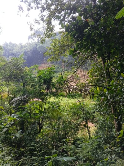 This image captures a vibrant, lush green landscape, likely a tropical or subtropical forest in Chilanga, Zambia. The foreground is dominated by a dense array of vegetation, featuring large fern fronds on the left and various trees and shrubs with broad leaves, creating a layered, natural barrier. The light is diffused, suggesting an overcast day or perhaps early morning/late afternoon, as there are no harsh shadows.
In the mid-ground, a clearing with green grass is visible, surrounded by more trees. Beyond this clearing, a significant patch of exposed, reddish-brown earth is apparent, which could be a dirt track, a recently cleared area, or a natural erosion site. Further into the background, undulating hills or mountains are covered in dense forest, gradually fading into a bright, hazy sky.
There are no discernible people or explicit activities taking place, emphasizing the natural and untamed character of the environment. The overall mood is one of serenity and natural abundance. No text is visible in the image.