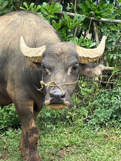 A large, dark grey-brown water buffalo stands in a lush green natural environment in Pung Luong, Vietnam, facing directly towards the viewer. Its prominent, ridged, light-colored horns curve upwards and outwards from its head. A light-colored rope is tied around its muzzle, secured with a visible knot over its snout. Its dark eyes are directed forward. The buffalo's upper body and one front leg are visible against a dense background of various green foliage, including larger-leafed plants and smaller shrubbery, with green grass covering the ground in the foreground.