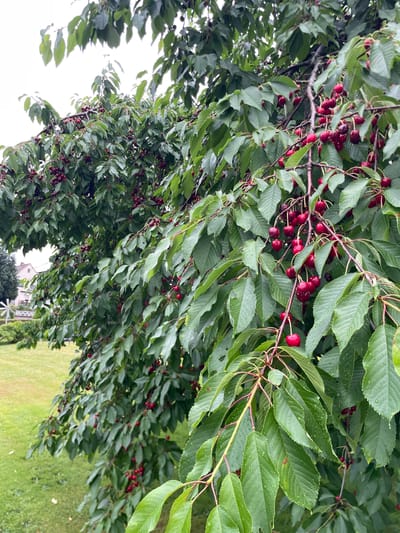 The image shows a close-up view of a cherry tree laden with ripe, dark red cherries. The cherries are clustered on branches amidst lush green leaves, many of which are glistening with water droplets, suggesting recent rain. The tree is situated in an outdoor environment, with a grassy lawn visible in the background to the left, and a building with a light-colored facade and a dark roof, along with a white windmill-like structure, also visible in the distance. The overall scene depicts a natural setting in what appears to be a garden or park within the city of Ottrau, Germany.