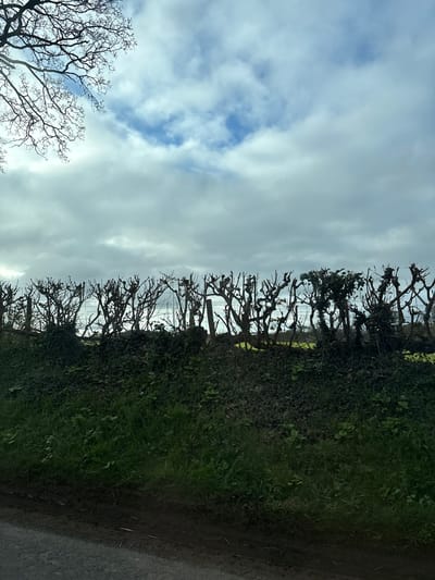 The image shows a scene in Ruyton-XI-Towns, United Kingdom. A long hedgerow with closely cropped trees runs across the frame from right to left. The trees are mostly bare of leaves, revealing a network of branches. The hedgerow is dense with green foliage below the tree line. Beyond the hedgerow, a fence is visible. The sky is overcast with a mix of grey clouds and patches of blue. In the lower left corner, there is another bare tree with branches reaching into the sky. To the right of the hedgerow is a gravel path.