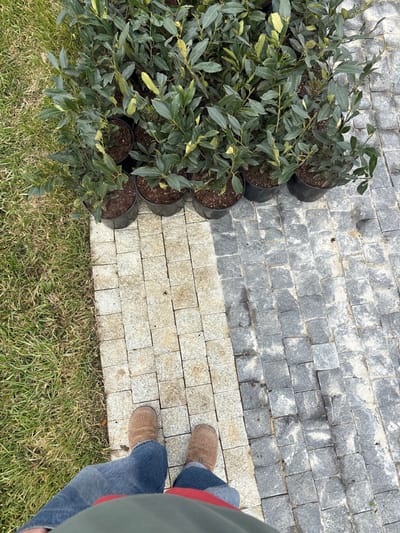 This image depicts an outdoor ground-level scene within Zelenohorske rural settlement, Ukraine. Approximately two dozen identical potted plants, appearing to be evergreen shrubs with dark green leaves in black plastic nursery pots, are arranged in multiple rows along a light-colored paved pathway. This pathway consists of square granite cobbles. To the left of the pathway is a strip of green grass. To the right, the light-colored pavement transitions into a darker-colored paved surface, also composed of square granite cobbles. A person is partially visible in the lower center, from the waist down, standing on the light-colored pavement. They are wearing blue denim jeans, brown slip-on shoes, and a red garment partially visible beneath an olive-green outer garment. No specific action is being performed by the individual beyond standing.