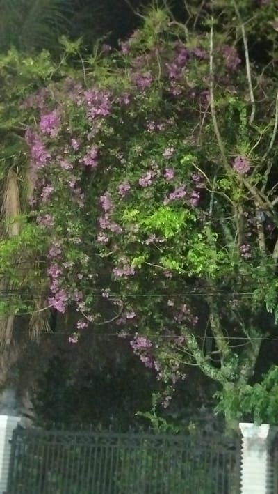 The image shows a dense cluster of trees with abundant purple flowers and green foliage at night. A dark metal fence is visible in the foreground, separating the viewer from a darker, out-of-focus area. In the upper left corner, a portion of a palm tree can be seen. The scene appears to be in a residential or garden area within Tibang, Indonesia, given the context of the request.