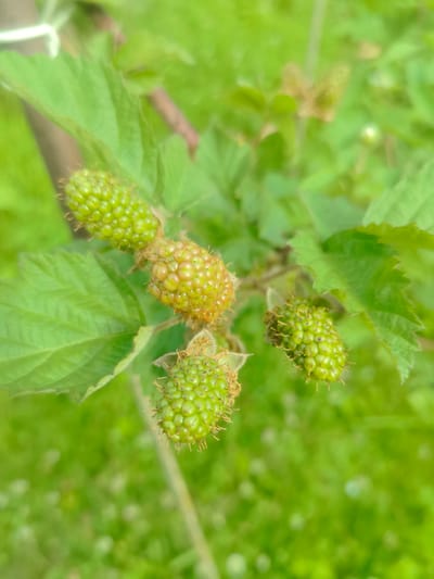 In Kashino, Russia, a close-up shot focuses on a cluster of green, unripe blackberries growing on a plant. The berries are small and bumpy, with visible hairs or spines. They are surrounded by lush green leaves. The background is a blur of green, suggesting a garden or natural setting. The lighting is soft and natural.