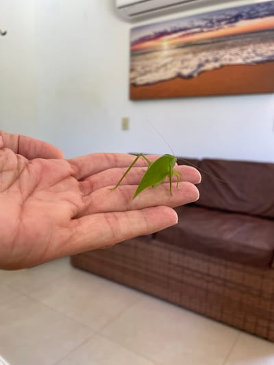 This close-up image shows a large, bright green, leaf-mimicking insect, likely a katydid, resting calmly on a human hand. The insect is positioned towards the fingertips, its long antennae extending upwards and forward. Its body is flat and distinctly shaped like a leaf, providing excellent camouflage. The human hand is open, with fingers slightly curled, showcasing skin texture and palm lines. The interaction appears gentle and observational.

The setting is indoors, with a light-colored wall visible in the background. To the left, a framed artwork or painting partially hangs on the wall, depicting a vibrant sunset or sunrise over an ocean with waves, featuring warm orange, purple, and blue tones. To the right, blurred brown furniture, possibly a sofa or chair with a woven texture, occupies the background. The overall lighting suggests it is daytime. The scene evokes a sense of nature brought indoors, with the location being Cabo Frio, Brazil, known for its coastal environment. There is no visible text in the image.