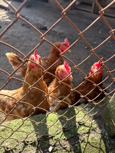 Four adult domestic chickens, primarily brown with white mottled plumage, are observed through a rusty, diamond-patterned chain-link fence within an outdoor enclosure in Gorna Grashtitsa, Bulgaria. Two chickens are positioned in the mid-ground; one is seated facing the viewer, exhibiting an upright red comb, while another is seated to its right, also facing the viewer. A third chicken is partially visible in the background, left of center, facing right. A fourth chicken is visible in the background, right of center, partially obscured by the fence, also facing the viewer. The enclosure ground consists of dry dirt or gravel. A low concrete structure covered in green moss and lichen lines the base of the fence in the immediate foreground. Strong sunlight casts distinct shadows of the fence onto the mossy surface. The background behind the chickens consists of blurred, indistinct structures.