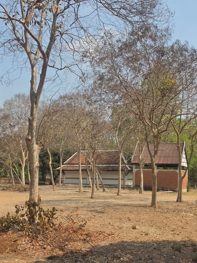 The image shows a row of bare trees lining a dirt road in Phra Nakhon Si Ayutthaya City Municipality, Thailand. Behind the trees is a building with a brown tiled roof. The sky is blue. The ground is covered in dry leaves and dirt. The trees have bare branches.