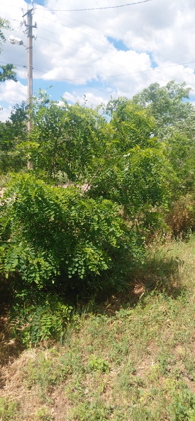 This is a ground-level, medium-shot, outdoor photograph taken in Ketrysanivka, Ukraine, on a cloudy day. The image depicts a dense, green leafy tree in the foreground, dominating the center of the frame. The tree has a rough bark and its leaves are small and oval-shaped. Behind the tree, to the left, a wooden utility pole with a light fixture and electrical wires is visible. The background consists of more trees and vegetation, with a bright sky filled with white clouds above. The ground in the lower portion of the image is covered with dry grass and some green foliage. The scene appears to be in a rural or semi-rural area.