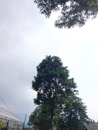 The image depicts an outdoor scene in Na Sangkham, Laos, under an overcast sky. A tall, dense-canopied tree with dark green foliage dominates the central and right portions of the frame, extending upwards. Branches from additional trees with similar dark green leaves are visible in the upper left and upper right corners, silhouetted against the light grey sky. In the lower left quadrant, a large structure consistent with a greenhouse is visible, featuring a light-colored, possibly translucent, roof with a visible metal framework. A thin, dark utility wire runs diagonally across the mid-left, passing in front of the greenhouse structure. Towards the bottom center-right, behind the main tree, parts of residential buildings are discernible, including a reddish-brown tiled roof and a small structure with a blue top, possibly a water tank, next to a dark vertical pole. No individuals are present, and no actions or interactions are depicted. The environment appears semi-urban or rural.