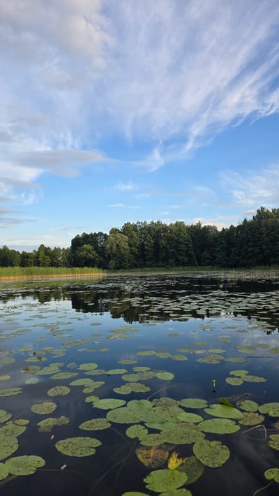 The image depicts a serene natural landscape at a body of water in Халопеніцкі сельскі Савет, Belarus. The foreground is dominated by the calm surface of the water, covered with numerous green lily pads. The water reflects the sky and the surrounding vegetation. In the mid-ground, reeds and tall grasses line the edge of the water. Beyond the reeds, a dense, dark green forest forms a tree line that stretches across the horizon. The sky above is a bright blue, with wispy white clouds scattered across it, suggesting fair weather. The overall impression is one of peaceful natural beauty.