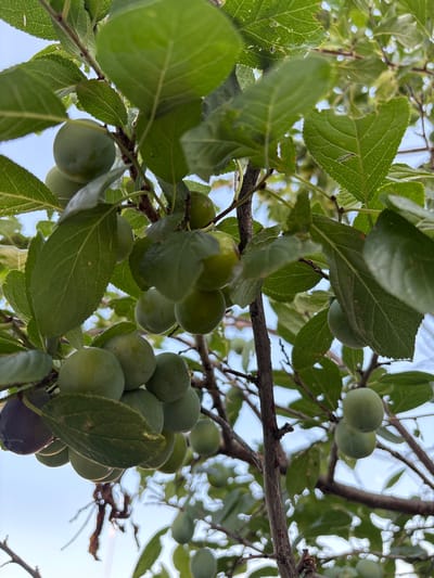 The image shows a close-up, low-angle view of a plum tree with unripe green plums and one dark purple plum. The plums are clustered on branches among lush green leaves. The sky is visible in the background, indicating an outdoor setting. The scene is devoid of any people or visible structures. The image does not contain any information that would allow for identification of the city of Leipzig, Russia, as this is not a recognized geographical location.