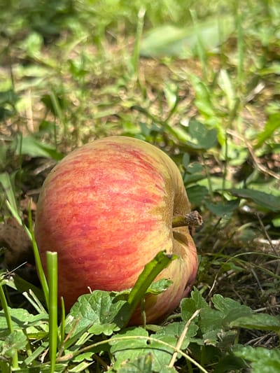 An apple is lying on the ground amidst grass and foliage. The apple is round and its skin is a mix of red and yellow hues. Its stem is visible, protruding from the top. The ground is covered with dry leaves and blades of grass. The overall scene is outdoors, with the sunlight illuminating the apple and its surroundings. The location is in Moosburg, Germany.