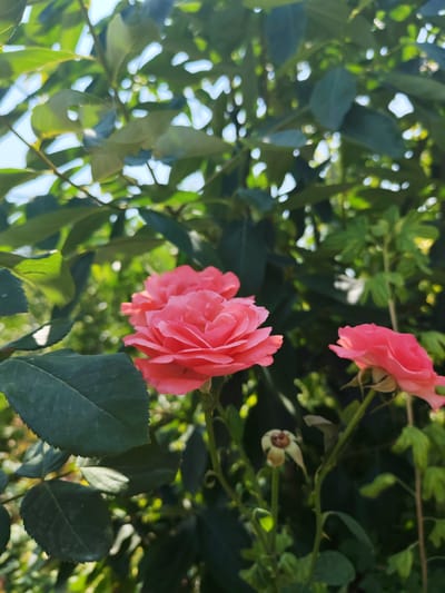 The image shows several pink roses in bloom, with green leaves and stems surrounding them. The background consists of more foliage and blurred green plants, suggesting an outdoor garden setting. The lighting indicates it is daytime, with sunlight filtering through the leaves. There are no people or specific landmarks to indicate a precise location within the city of Sovet, Kyrgyzstan.