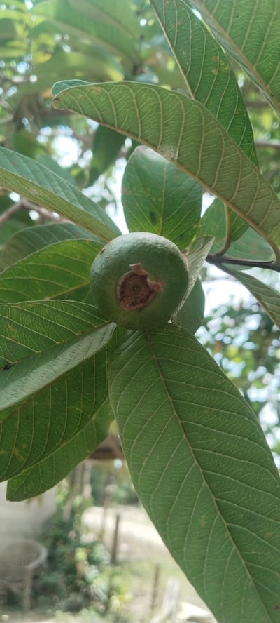A close-up, vertical shot captures a green guava fruit hanging from a branch, surrounded by large, veined green leaves. The guava is round with a textured, brown blossom end. The background is softly blurred, showing hints of foliage, a rustic outdoor setting, and a faint outline of a woven chair. The image is well-lit with natural light filtering through the leaves, creating a dappled effect. No people are present in the scene.