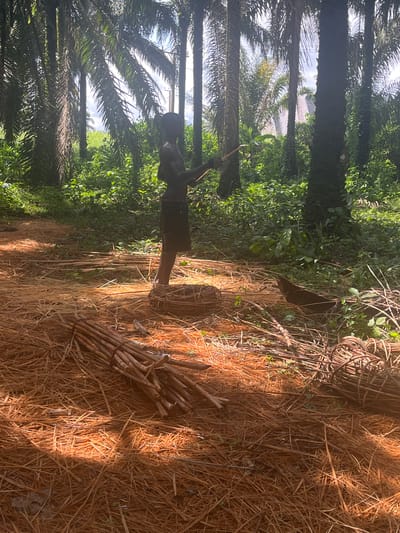 The image presents an outdoor scene under bright, sunny daylight, likely in a rural or semi-rural area of Aghalokpe, Nigeria, characterized by numerous tall palm trees. A significant amount of dry, reddish-brown plant material, possibly dried palm fronds or grass, covers the ground in the foreground and middle, illuminated by warm, golden sunlight that creates distinct shadows.

In the center-left, an adult person is standing, facing right, and holding a long pole or stick, suggesting they are engaged in an activity such as clearing, harvesting, or gathering. On the ground in the mid-right, several bundles of light-colored sticks are neatly tied together, alongside a woven basket or coiled material.

The scene is framed by tall, slender palm trunks with their fronds extending towards a bright sky. Lush green foliage and undergrowth are visible on both sides of what appears to be a path or cleared area. Through the gaps in the palm fronds, parts of a building's roof are faintly discernible in the distance, indicating human presence beyond the immediate vegetation. There is no visible text in the image.