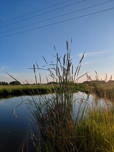 This media file depicts a serene natural scene, likely in Vozdvizhenka, Russia, at the golden hour of late afternoon or early evening. The image is oriented vertically, with the sky occupying the left two-thirds and a body of water with reeds and vegetation on the right.
The sky is a clear, bright blue with a few wispy white clouds, suggesting fair weather. The sun, low in the sky, casts a warm, golden light, illuminating the tall, dry reeds and grasses that line the water's edge. These reeds, with their characteristic brown, cylindrical seed heads, are a prominent subject, their slender forms reaching towards the sky. The water reflects the sky and the surrounding greenery, creating a peaceful, mirror-like surface. In the distance, a treeline of lush green vegetation creates a darker, verdant backdrop. The overall impression is one of tranquility and natural beauty.
Notable details include a series of thin, dark power lines stretching across the sky on the far left, indicating the proximity of human infrastructure to this natural setting. A faint crescent moon is visible in the upper left portion of the sky. A few very small, dark specks in the sky might be birds or insects. The overall mood is calm and reflective, enhanced by the soft, warm lighting and the stillness of the water. There is no visible text in the image.