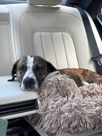 A dog is sleeping on a tan leather car seat, its head resting on a fluffy tan blanket. The dog has brindle and white markings on its face and body. A black seatbelt is visible behind the dog. The car interior appears to be a luxury vehicle with quilted leather seats. The background is blurred, but it suggests an indoor environment.