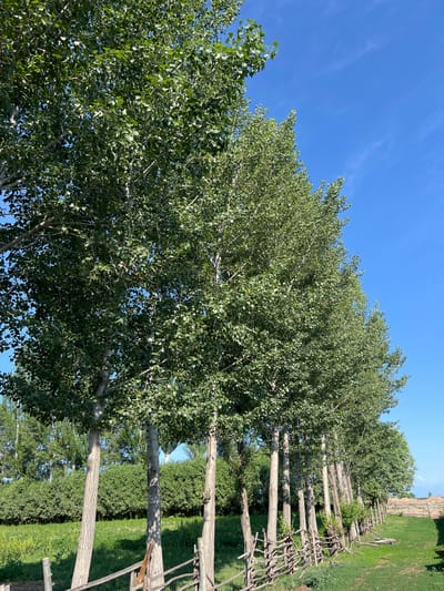 The image depicts a row of tall, deciduous trees with green foliage, possibly poplars, standing against a clear blue sky. The trees are positioned along a rough, rustic wooden fence made of intertwined branches. Beyond the trees, a dense green hedge forms a backdrop, with hints of a cultivated field or pasture in the distance. The foreground is dominated by the grass and the fence. The scene suggests a rural or semi-rural setting, potentially on the outskirts of a town like Ak-Döbö, Kyrgyzstan. There are no people or animals visible in the frame. The lighting indicates it is daytime, with the sun casting shadows and illuminating the trees.