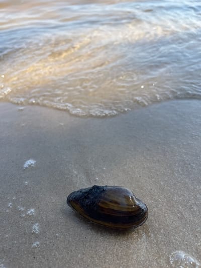 A close-up shot captures a single mussel shell resting on wet sand at the edge of the water. The shell, dark brown and elongated, exhibits subtle stripes of lighter brown. It appears to be partially covered in black fuzz or debris at one end. To the left of the shell, gentle waves recede, leaving a sheen on the sand and creating small patches of foam and bubbles. The water's surface reflects light, creating a bright, almost ethereal quality in that area. The sand itself is a light gray, speckled with fine grains. The image is taken from a high-angle perspective, looking down at the scene. No people are visible, and the activity is simply the natural interaction of the sea and the shore. The lighting suggests it is daytime, with soft natural light. The context of Lyutizh, Ukraine, places this scene likely near a body of water such as the Kyiv Reservoir, which is near Lyutizh. There is no visible text in the image.