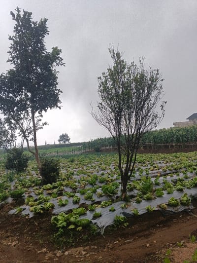 An outdoor scene in Banteay Srei, Cambodia, depicts an agricultural field under an overcast, light-grey sky. In the foreground, a sloping cultivated area is covered with dark grey or black plastic mulch, with numerous individual green leafy plants, consistent with lettuce or cabbage, growing through cutouts in the plastic. A patch of dark brown soil with small stones is visible at the bottom left. Two prominent trees stand within the field: a fully foliated tree with dense green leaves is positioned on the left, while a sparser, multi-trunked tree with fewer leaves and visible branches stands in the center-right. Further up the slope in the midground, additional rows of tall green plants, possibly corn, are visible, supported by horizontal wooden stakes. The distant background on the right reveals the upper portion of a light-colored building with a dark roof. No individuals or active processes are visible in the scene.