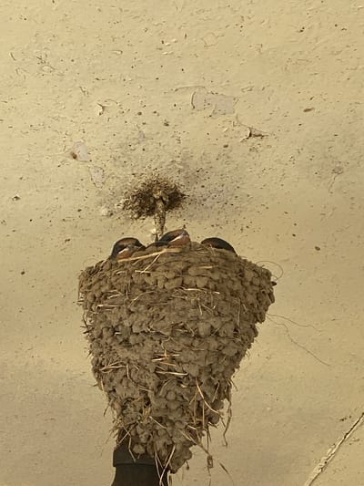 An upward-angled photograph captured in Kipilovo, Bulgaria, shows a bird's nest prominently attached to a textured, light-colored ceiling. The nest is constructed from aggregated mud pellets and straw-like fibers, forming a conical structure. It is affixed to a black, cylindrical object, possibly a pipe or conduit, which in turn is mounted to the ceiling. Three young birds, exhibiting dark heads and hints of reddish-brown plumage on their faces, are visible with their heads emerging from the top opening of the nest. The ceiling surface is a pale yellow or beige, characterized by a rough texture, scattered dark specks, and several patches of peeling paint. Directly above the nest, a concentrated mass of dark, granular material, consistent with dried bird excrement and debris, adheres to the ceiling. No individuals or direct human interaction are present in the scene.