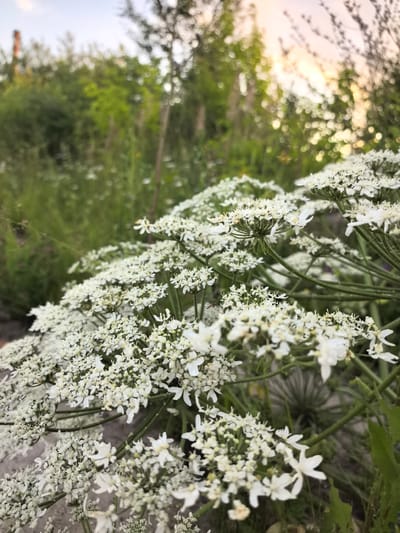 A low-angle, close-up shot focuses on a cluster of delicate white flowers, likely Queen Anne's Lace, in the foreground. The flowers are in various stages of bloom, with some appearing as tight buds and others as fully opened umbels composed of numerous tiny white petals. The stems are green and slender, supporting the intricate flower heads.

The background is softly blurred, creating a bokeh effect that hints at a natural, outdoor setting. Green foliage and trees dominate the middle ground, suggesting a park or natural area. The sky above is a soft gradient of light blue and pale orange, indicating either sunrise or sunset.

While the image is set in the city of Novo-Talitsy, Russia, the specific location within the city is not identifiable from the visual information. There are no people, animals, or man-made structures clearly visible in the frame, making it a serene depiction of nature.