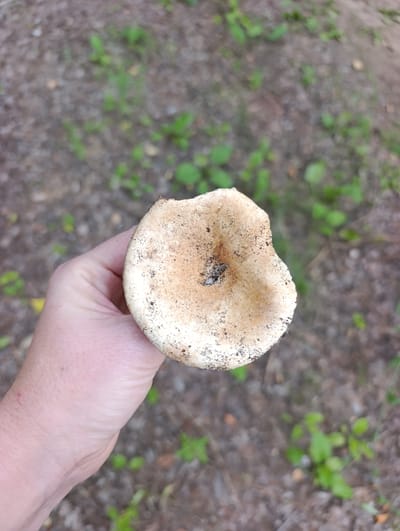 A close-up, high-angle shot shows a hand holding a pale, slightly damaged mushroom. The mushroom cap is off-white with brown speckles and dirt. The hand is fair-skinned and appears to be that of an adult. The background is a blurred view of the ground, with sparse green plants and dry dirt, suggesting an outdoor, possibly wooded, environment. The scene is devoid of any urban elements, including any indication of Dimitrovskii, Russia.