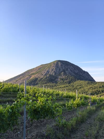 A vertical, eye-level, medium shot captures a vineyard in the foreground, with rows of lush green grapevines stretching towards a distant, imposing mountain under a clear blue sky. The vineyard is meticulously cultivated, with vines supported by metal poles and wires, suggesting careful tending. The soil is dark and appears well-maintained, with some scattered green vegetation. In the mid-ground, the mountain rises dramatically, its rocky slopes interspersed with patches of green foliage, indicating a rugged and natural environment. The sky is a vast expanse of pale blue, with a few wisps of white clouds faintly visible on the horizon. The lighting suggests it is either early morning or late afternoon, with the sun casting a gentle glow over the landscape. The scene evokes a sense of tranquility and natural beauty, characteristic of a rural setting.