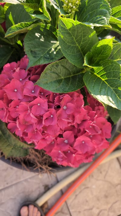 A close-up, eye-level shot captures a vibrant cluster of pink hydrangeas in what appears to be an outdoor setting, possibly a garden or patio, in Bulatselivka, Ukraine. The hydrangeas, characterized by their numerous small, star-shaped petals forming a dense ball, dominate the frame. Lush, green leaves with prominent veins provide a backdrop and frame the flowers. The sunlight casts dappled shadows on the leaves, highlighting their texture. In the lower right quadrant, a segment of an orange hose is visible, lying diagonally across the image, and a lighter colored hose or pipe runs parallel to it. The ground beneath is paved with textured tiles, and a portion of a black planter can be seen containing the plant. Towards the bottom left, a human foot wearing a dark sandal is partially visible, suggesting human presence. The overall impression is one of natural beauty juxtaposed with everyday objects.