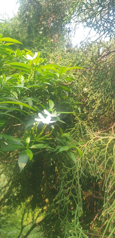 The image shows a close-up view of white flowers and green leaves of a plant, juxtaposed with the textured green foliage of a conifer tree. The flowers are small and star-shaped, with delicate white petals. They are accompanied by several unopened buds and green stems. The leaves are a vibrant green, with a slightly glossy surface. The conifer foliage is a deeper, more muted green, with fine, needle-like leaves creating a dense, feathery texture. Sunlight filters through the leaves, creating dappled light and shadows throughout the scene. The overall impression is one of natural beauty and lush vegetation, suggestive of a garden or park setting. The image was taken in Rooppur, Bangladesh.