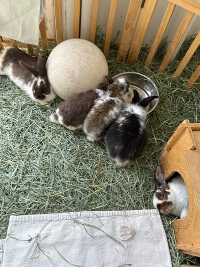 The photograph depicts a group of rabbits in an enclosure filled with hay. One rabbit is partially inside a small wooden house. A few rabbits are clustered near a metal bowl and a round stone object. Another rabbit is lying near a white cloth. The location is Solana Beach, United States of America.