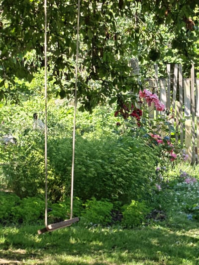 This is a media file capturing a serene backyard scene in Mayrtup, Russia. The focal point is a wooden swing hanging from a tree, with its seat slightly angled. The swing is suspended by two ropes, adding a rustic charm to the setting.
The background is lush and green, dominated by a variety of plants and foliage. In the middle ground, there's a dense bed of vibrant green bushes, creating a textured backdrop. To the right, a wooden fence stands, its planks weathered and vertical, suggesting a garden boundary. Behind the fence, more greenery and hints of sunlight filtering through are visible.
Adding color and life to the scene are clusters of pink and red roses, blooming abundantly amidst the greenery, particularly near the fence. Further into the background, a light-colored object, possibly a bird or a statue, can be discerned among the dense plants. The ground in the foreground is covered in green grass, with dappled sunlight creating patterns of light and shadow, indicating it's daytime with bright sunshine. The overall mood is peaceful and tranquil, evoking a sense of summer in a rural or suburban garden. No text is visible in the media file.