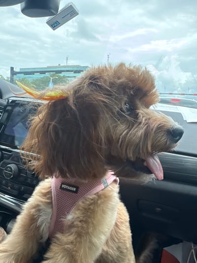 An adorable, fluffy, light brown dog with wavy fur, wearing a pink mesh harness labeled "VOYAGER", sits in the driver's seat of a car. The dog is looking out the window to the right, with its tongue hanging out, panting. Colorful feathers are attached to the dog's head. The interior of the car is visible, including the dashboard with a radio and a GPS screen. Outside the car, there is a cloudy sky and a building with a blue facade. The car appears to be in traffic.
