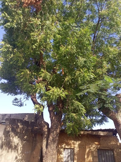 A large, mature tree dominates the scene with vibrant green foliage against a clear blue sky. The tree's thick trunk splits near the base, indicating age and robustness. The branches are full and create a dense canopy. Behind the tree, a weathered, mud-colored structure with two small, shuttered windows is visible. The building's surface appears aged with cracks and rough textures. The image suggests a rural or arid landscape.