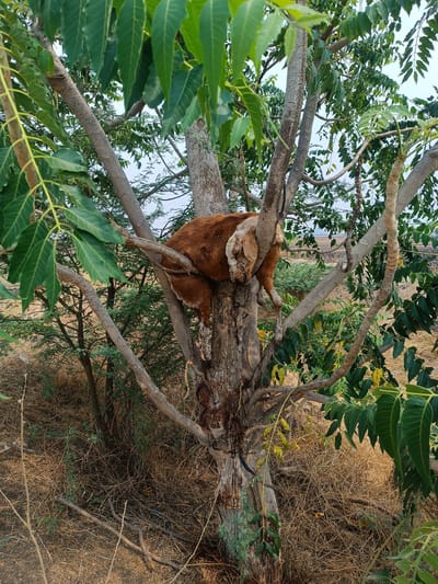 An adult goat, predominantly reddish-brown with a lighter, cream-colored head, is observed resting in the crotch of a multi-branched tree in Kottalapalli, India. The goat is positioned between the main trunk and a large lateral branch, with its head lowered, appearing to be asleep or resting. Its hind legs dangle freely. The tree features grey-brown, textured bark and is adorned with green foliage, consistent with a neem tree. The immediate ground environment consists of dry, light brown, straw-like vegetation and scattered smaller green bushes. In the background, beyond the trees and undergrowth, open, fallow fields are visible beneath a light, hazy sky. No people are present.