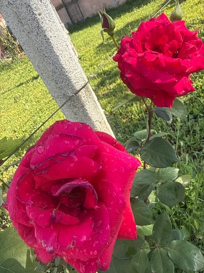 The image depicts two red roses with water droplets on their petals. One rose is fully bloomed and positioned in the lower right corner of the frame, while the other is slightly smaller and located in the upper left corner. A green lawn is visible in the background, and a concrete structure runs diagonally across the image. The scene is located in Obruchishte, Bulgaria. There are no people present.